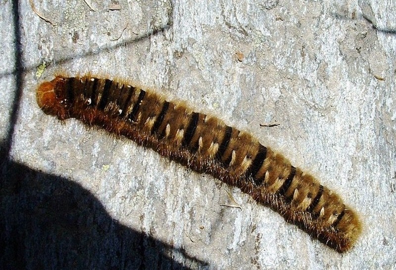 Femmina di Lasiocampa quercus